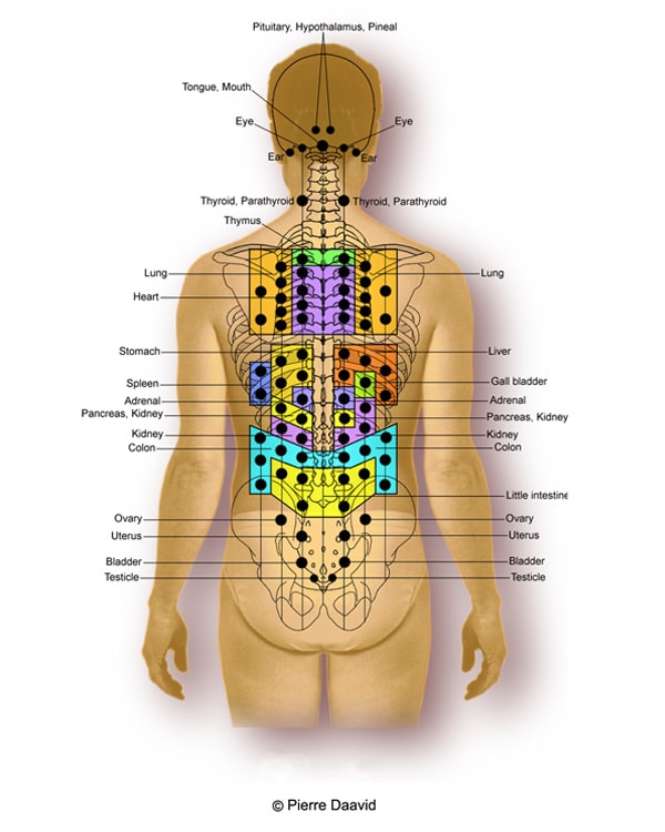 Spinal nerve reflex points